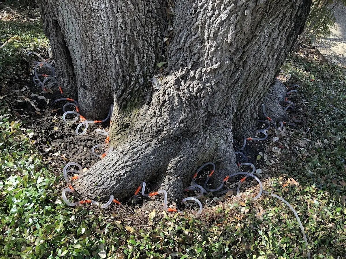 Detailed Tree Cabling and Bracing job site in South Elgin