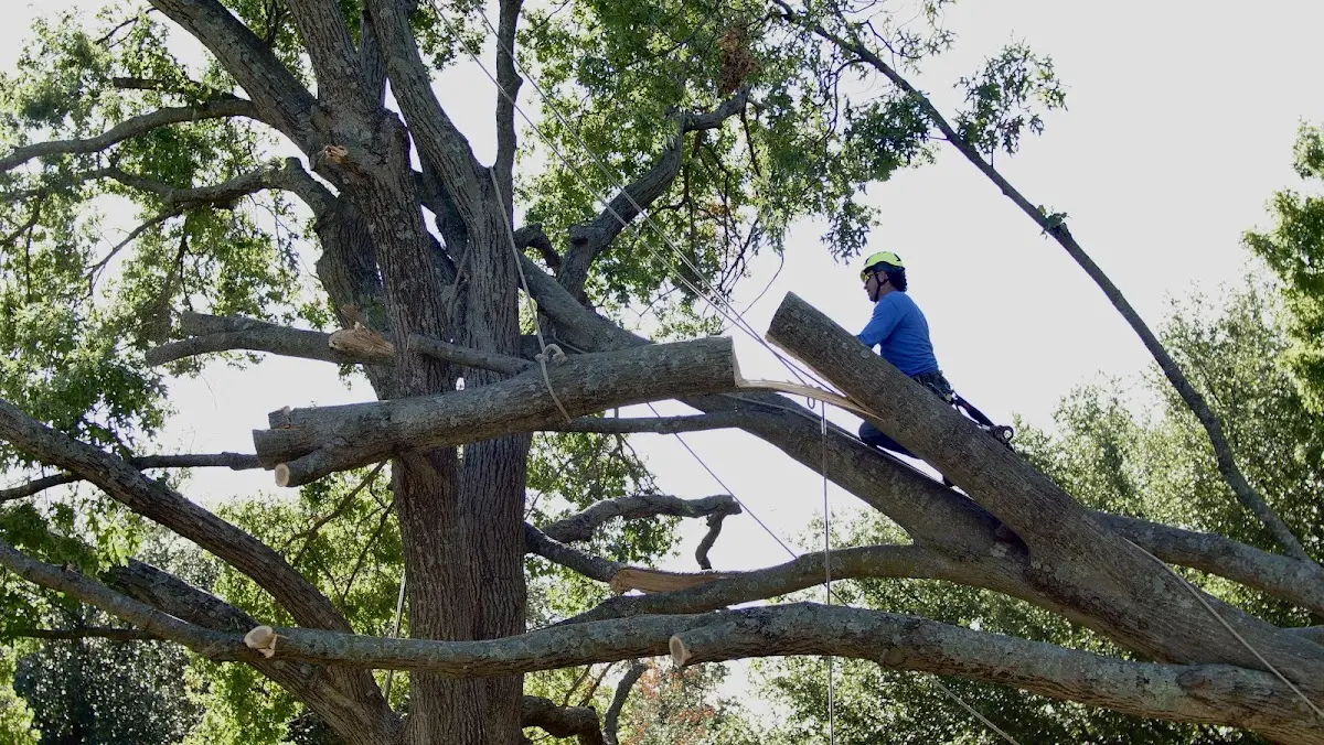 Professional Hazardous Tree Removal performed by certified arborists in South Elgin
