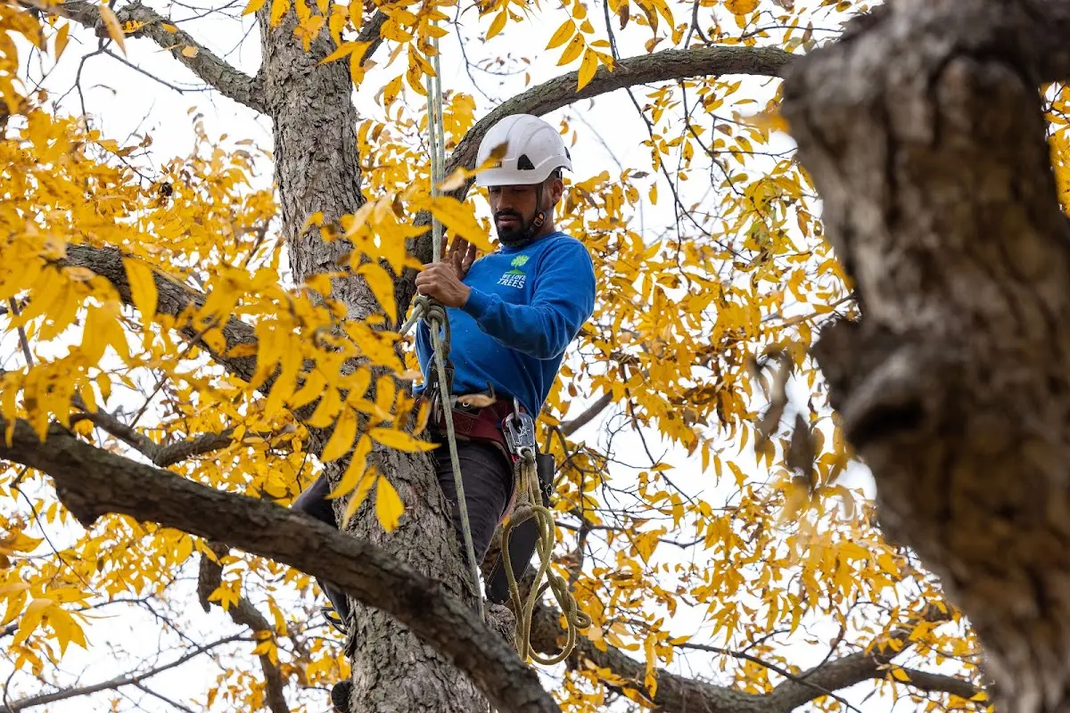 Skilled Tree Planing crew working in South Elgin